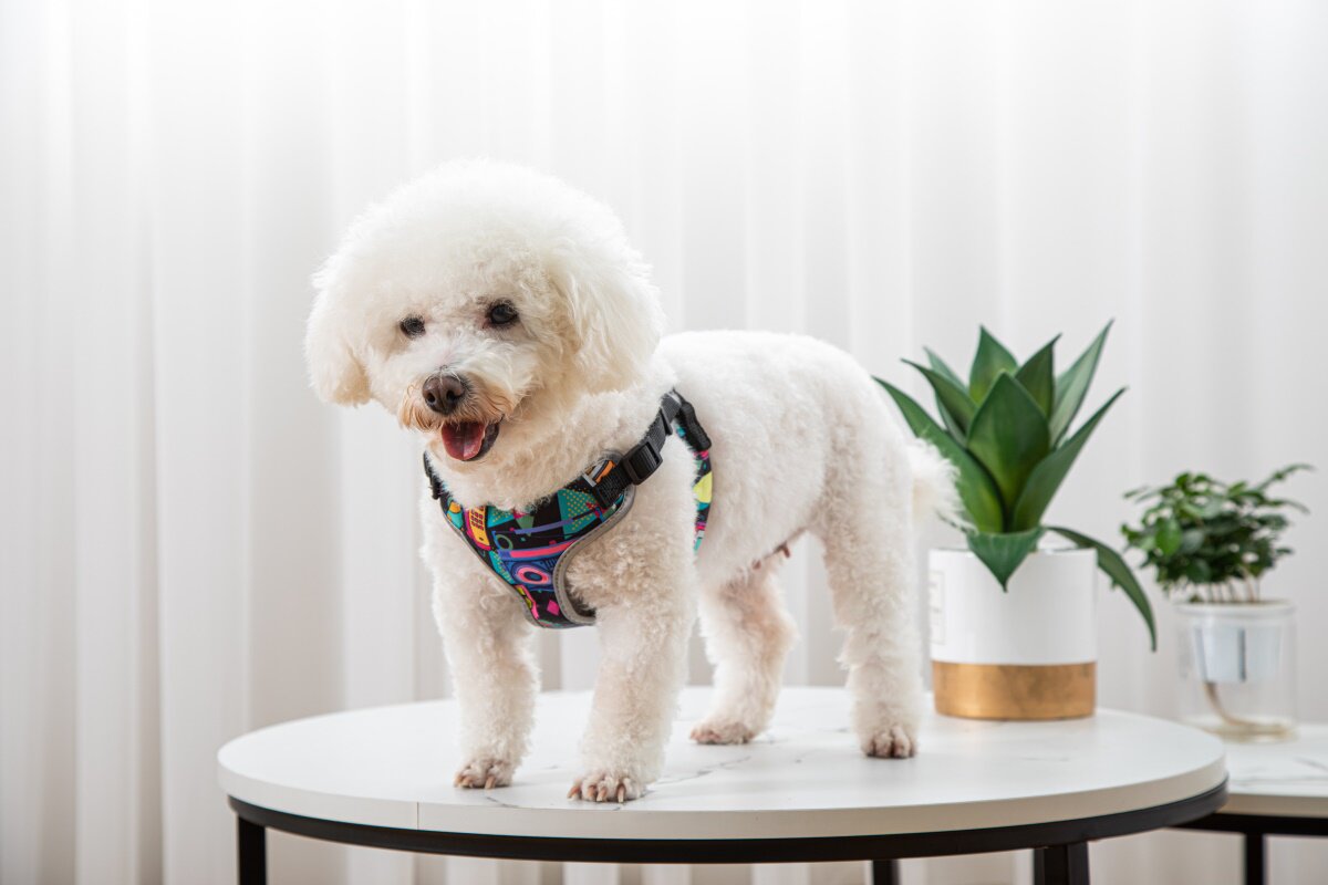 Vest Style Pet Walking Harness With Leash Control System