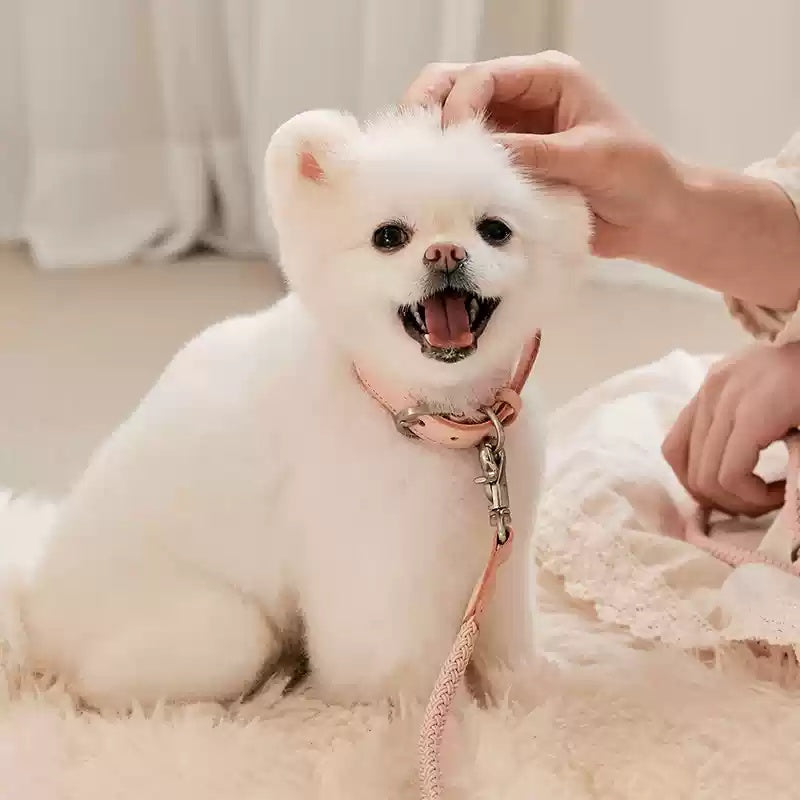Leather Pet Collar Handheld Rope Leash Control Lead