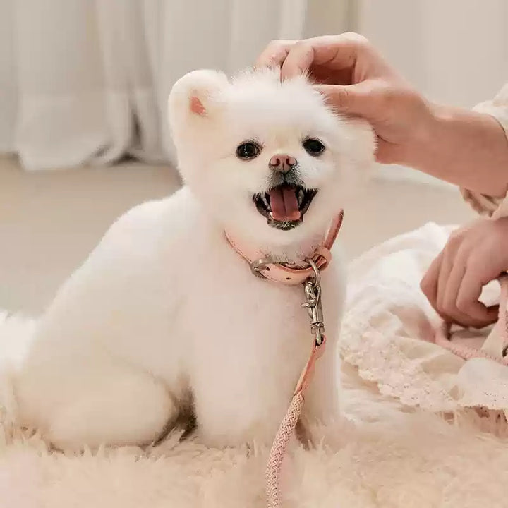 Leather Pet Collar Handheld Rope Leash Control Lead