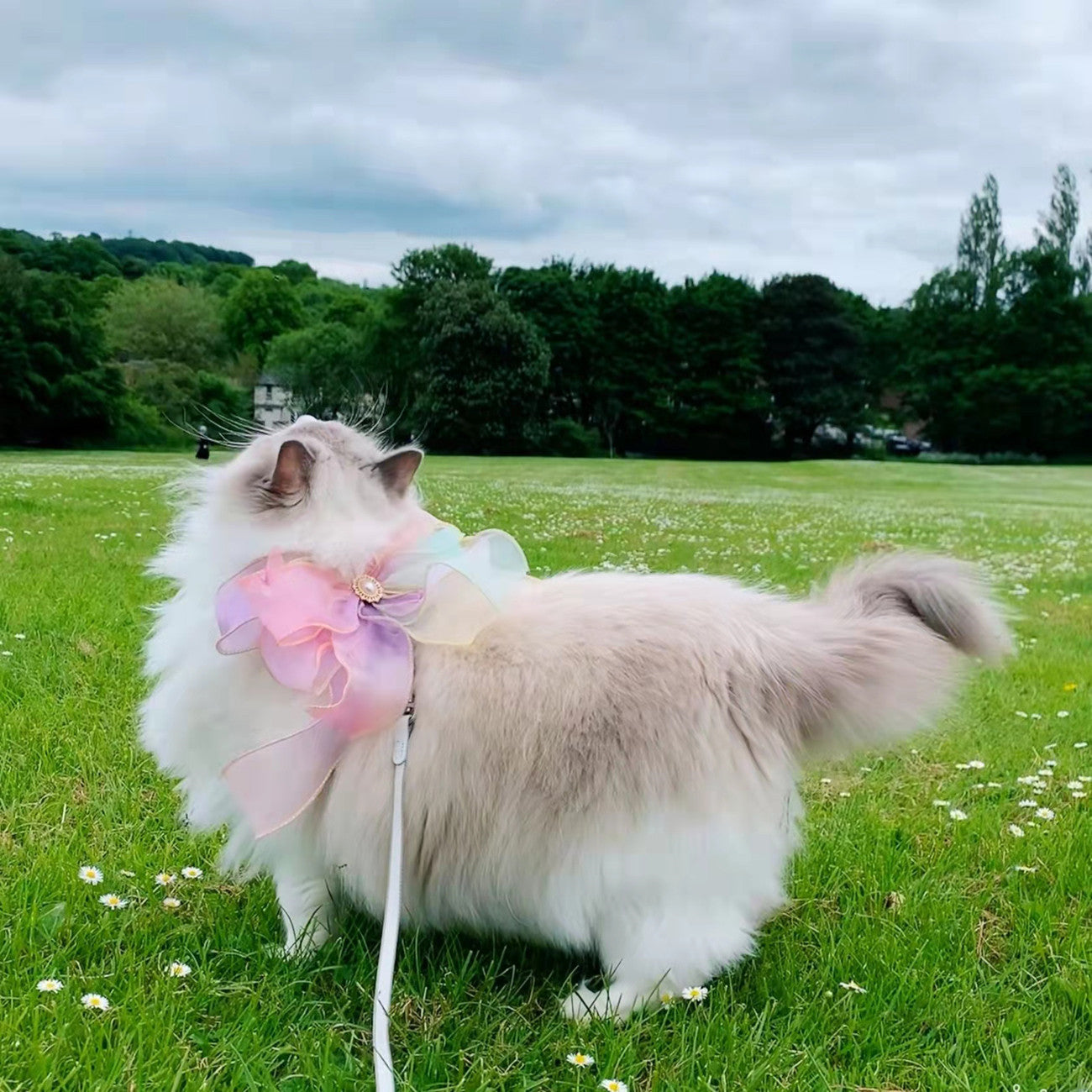 Butterfly Design Retractable Pet Leash Break Free Control
