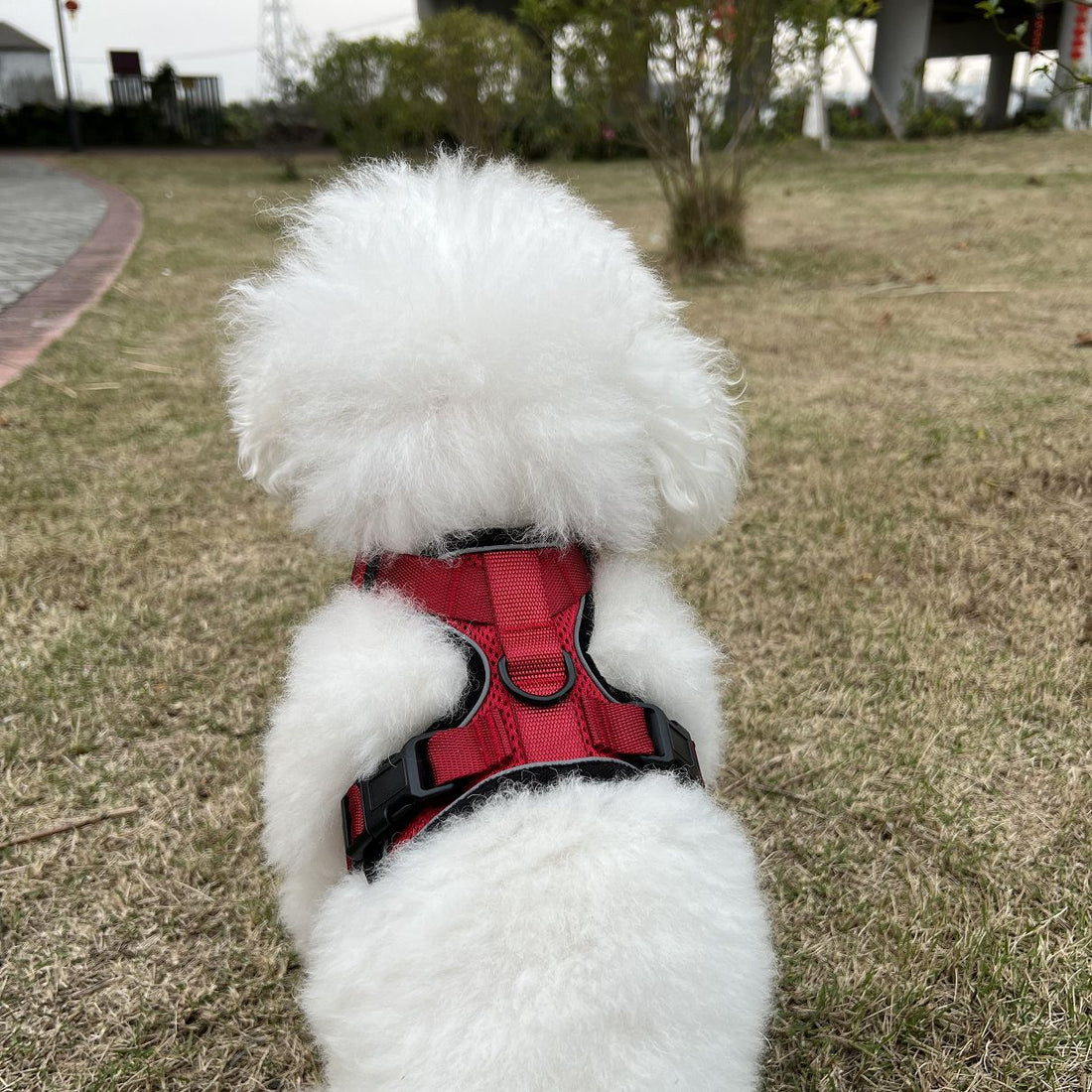 Pet Adjustable Vest Type Breakaway Leash Harness